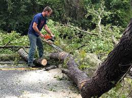 Best Tree Trimming and Pruning  in Saluda, SC